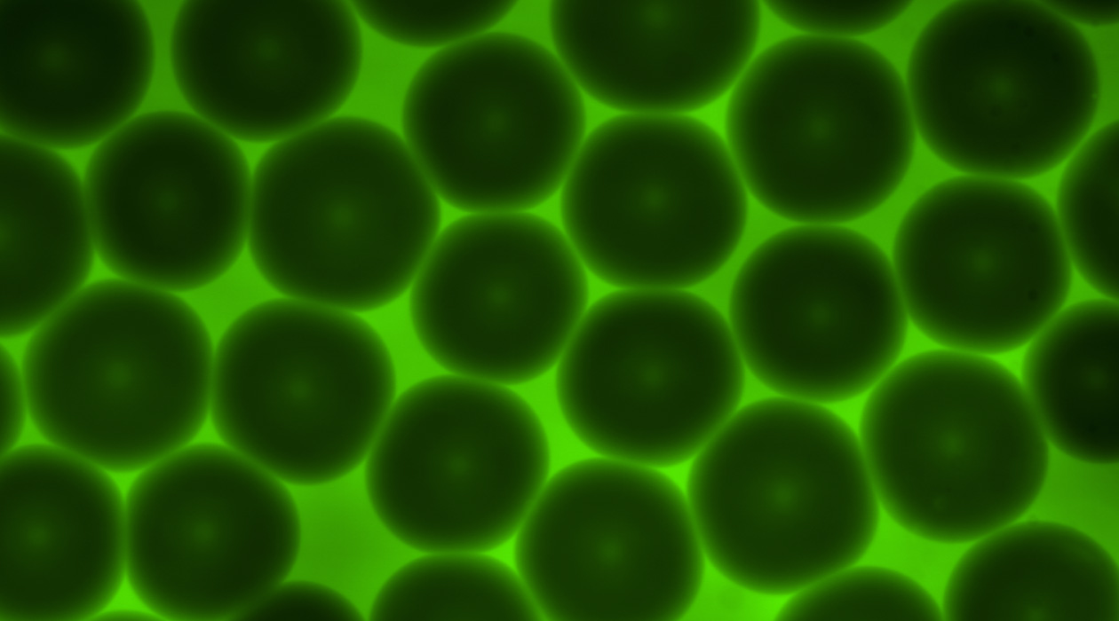 Granular hydrogels’ unique properties are influenced by individual particle interactions. Shown here is the bottom layer of a packed granular hydrogel, comprising particles of ~200 µm diameter. The interstitial space is illuminated with a large FITC-dextran probe that cannot penetrate the microgels. These soft hydrogel microparticles, or microgels, may deform when packed or when subjected to flow, such as when extruded for 3D printing applications. Image provided by Gunnar Thompson.
