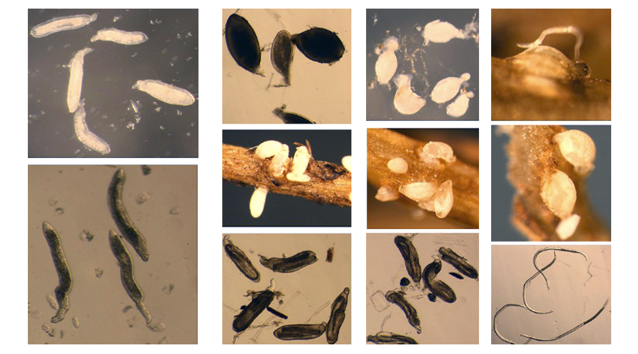 Soybean cyst nematode. Image credit Esmaeil Miraeiz. 