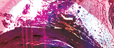 Fabric of nature thumbnail