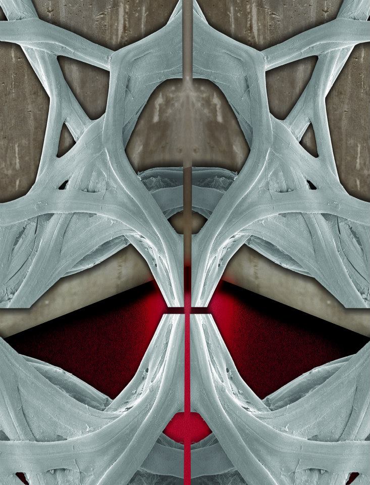 Web of thought<br />
Environmental scanning electron microscope with a field-emission electron gun