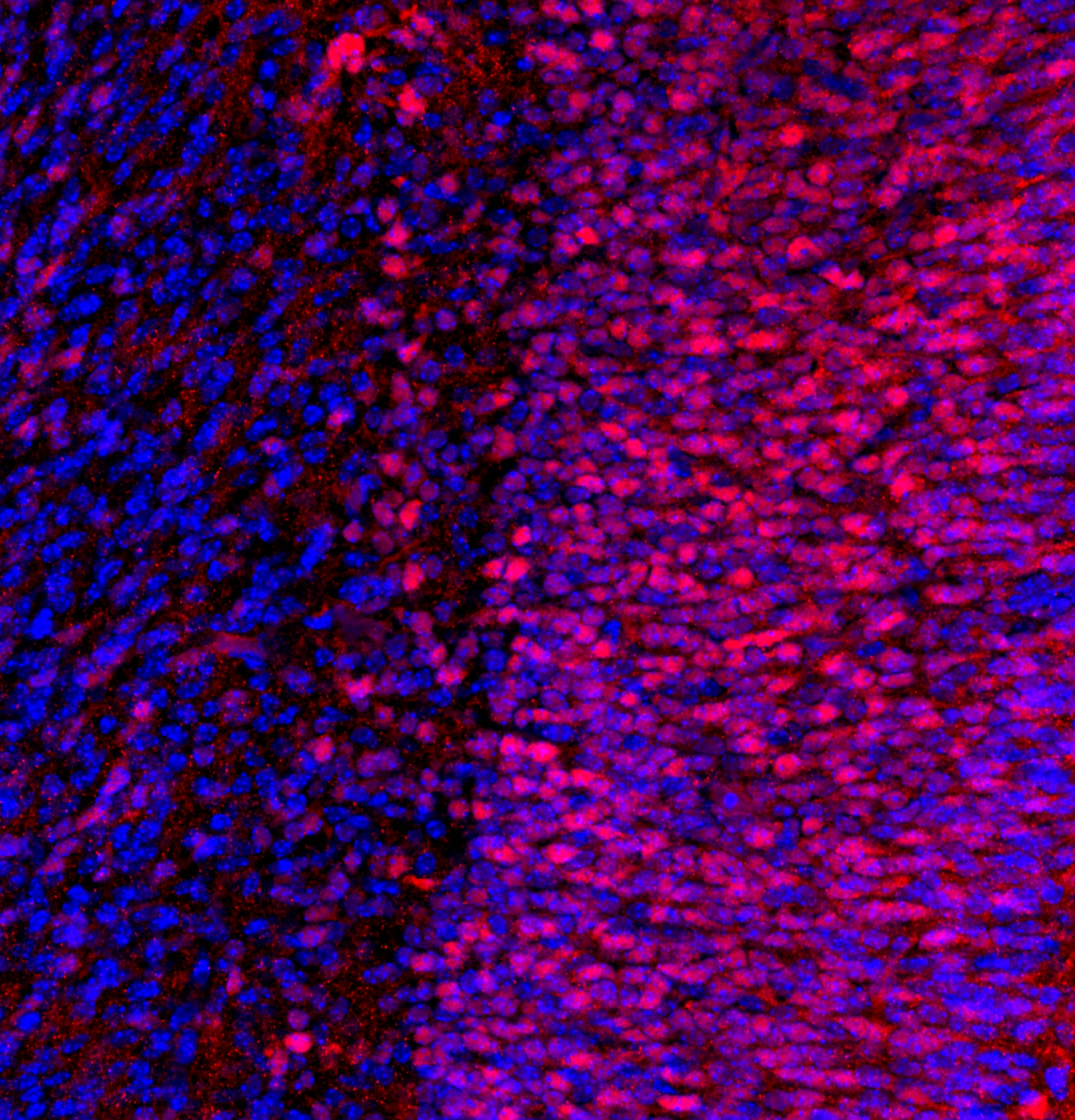 "Representative coronal image from one hemisphere of an E16.5 mouse embryo brain section (25 μm thick) stained for NeuN (red) and Hoechst (blue). NeuN is a neuronal nuclear protein that serves as a marker of post-mitotic neurons, allowing identification of maturing neuronal populations.