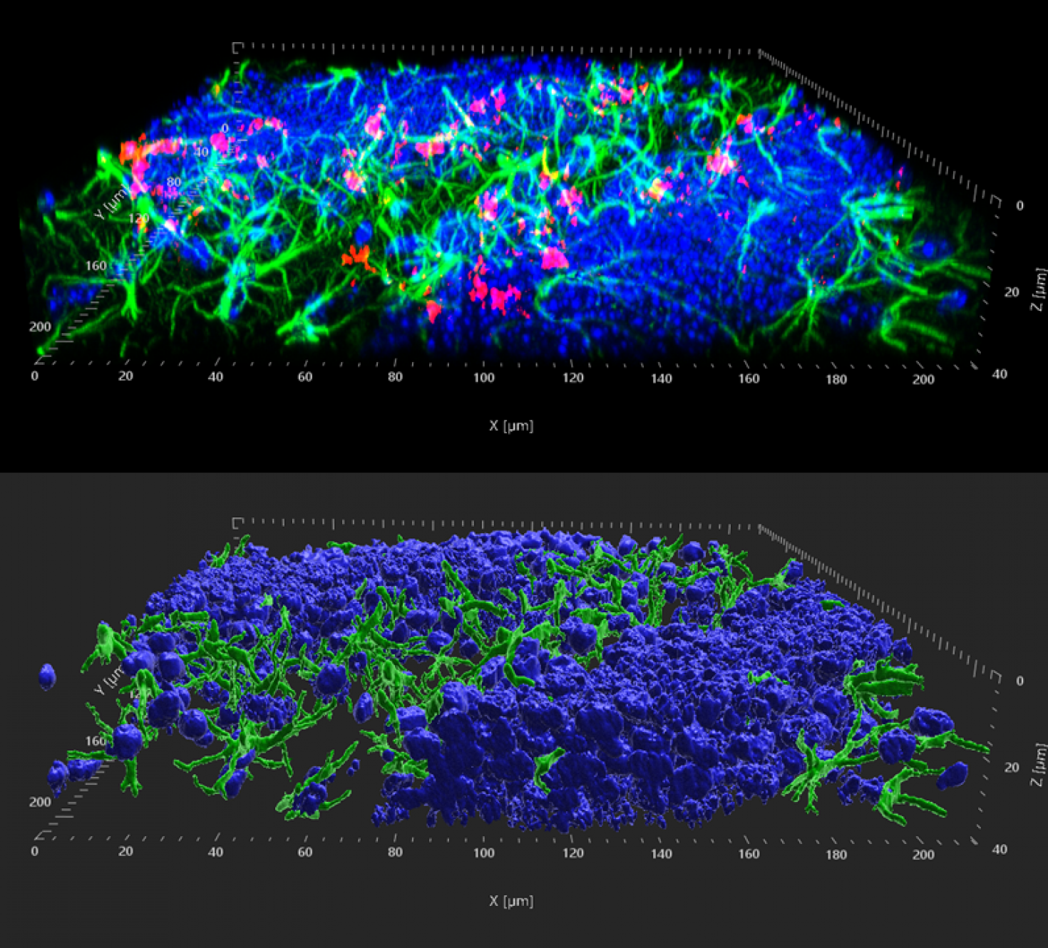 A study of exercise dependent yes-associated protein 1 (YAP) translocation from cytoplasm to the nucleus in astrocytes in the hilus of the hippocampus. The red is YAP, green is GFAP, and blue is DAPI. 