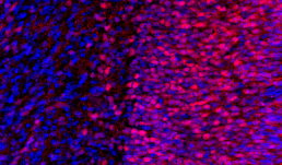 "Representative coronal image from one hemisphere of an E16.5 mouse embryo brain section (25 μm thick) stained for NeuN (red) and Hoechst (blue). NeuN is a neuronal nuclear protein that serves as a marker of post-mitotic neurons, allowing identification of maturing neuronal populations.