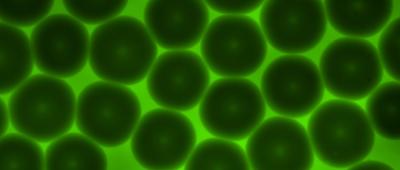 Granular hydrogels’ unique properties are influenced by individual particle interactions. Shown here is the bottom layer of a packed granular hydrogel, comprising particles of ~200 µm diameter. The interstitial space is illuminated with a large FITC-dextran probe that cannot penetrate the microgels. These soft hydrogel microparticles, or microgels, may deform when packed or when subjected to flow, such as when extruded for 3D printing applications. Image provided by Gunnar Thompson.