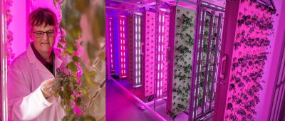 Tracy Lawson in the commercial-standard vertical farm in the University of Essex’s pioneering STEPS lab. / University of Essex