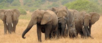 "Given this history, gene flow between the species is unlikely to be beneficial, and hybrid elephants should be avoided for translocations," said Alfred Roca, professor of animal sciences / Laura Bertola 