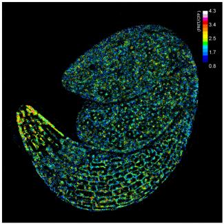 Arabidopsis embryo