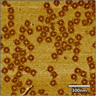 origami self-assembled of synthetic DNA oligonucleotides