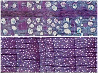 These images are transverse sections of stem-wood from two temperate deciduous tree species from Manistee, Michigan. The top image is from a White Oak (Quercus alba) tree while the bottom image is a Sugar Maple (Acer saccharum) tree.