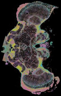 single molecule resolution spatial transcriptomics method to the Honeybee brain