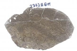 A thin section depicting a cross section of a Psaronius stem (bottom left) and inner root mantle (top right) from a Pennsylvanian coal ball (~300 million years ago) taken using a Zeiss Axio Zoom V16.