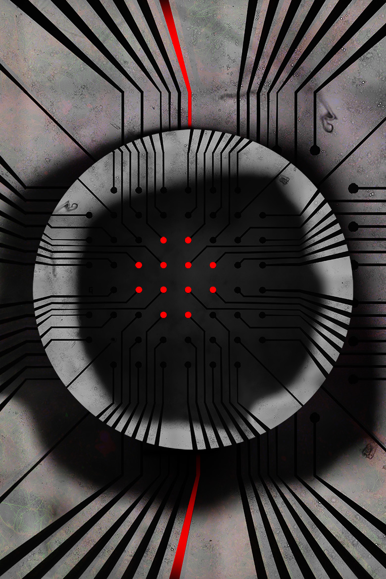 Kane and Kanaloa<br />
Scientist Collaborator Gelson J. Pagan-Diaz<br />
Holonyak Micro &amp; Nanotechnology Laboratory<br />
Zeiss LSM 710 Confocal Microscope