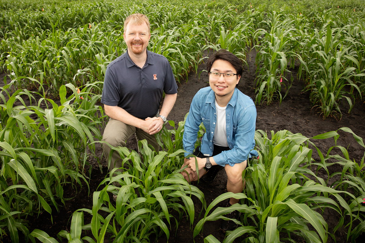 From left, Andrew Leakey, Jiayang (Kevin) Xie and their colleagues developed an improved method for analyzing features of plant leaves that contribute to water-use efficiency in crops like corn, sorghum (pictured) and Setaria. They used advanced statistical approaches to identify regions of the genome and lists of genes that contribute to these traits.
