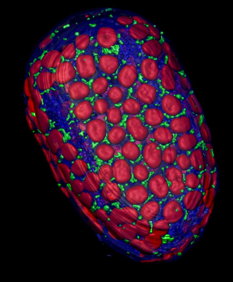 Opposing forces <br />
Zeiss LSM 700 Confocal Microscope and Imaris 3D Rendering Software