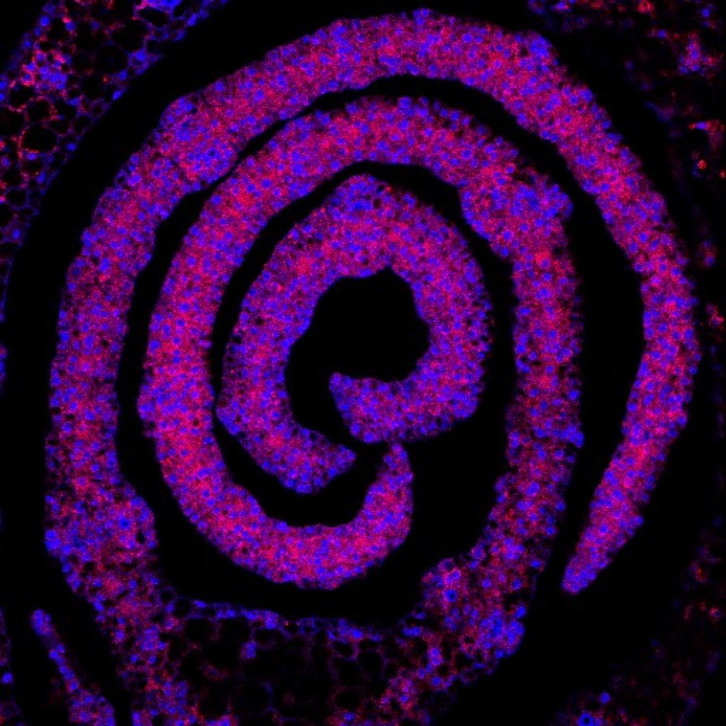 Confocal image of an 8 micron serial section containing the developing leaf primordia in the grass Setaria viridis (ME34) at 8 days after germination. 