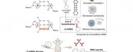 base Z replaces base A in mRNA