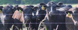 Cows