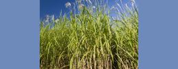 Genetics of host plants determine what microorganisms they attract