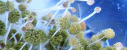 Aspergillus flavus is uniquely adapted to survive in bee colonies.