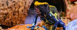 The role of toe tapping behavior in poison frogs is poorly understood.