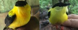  Two hybrid morphs found at the phenotypic transition zone, where hybrids visually appear more mixed between the two parental species.