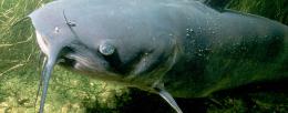 Channel catfish had the highest accumulation of PFAS in their tissues, the researchers found.  