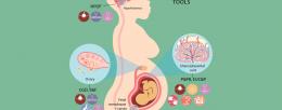 "The work will focus on germ cell development (GCD), hypothalamic-pituitary-ovarian function (HPOF), spermatogenesis and fertilization (S&F), embryo-uterine crosstalk and pregnancy (EUC&P), and placentation and preterm birth (Pl&PTB).
