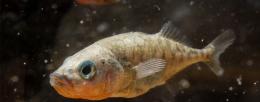 Three-spined sticklebacks interacting as part of study done by Alison Bell