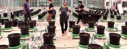 Researchers start the first experiment with sugarcane in the greenhouse. Credit: John Hodge/CABBI