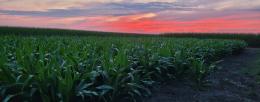 As part of the Tansley Review, the trio discuss their own research in increasing Rubisco in sorghum, as shown in these 2023 field trials. The authors believe improving rubisco could be part of short-term, and long-term efforts to meet the growing global food demand. Credit: Coralie Salesse-Smith