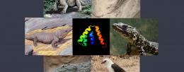 Karn and Laukaitis show that rather than being uniquely mammalian, secretoglobins are also found in turtles, crocodilians, lizards and birds, suggesting they existed in the Carboniferous period. / Bob Karn