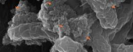 Clusters of nanoplastics (red arrows) bind to E. coli O157:H7.