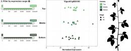  CowPEAsy is an open-access interactive web tool that allows researchers to look at specific genes within three levels of the plant canopy during two points of the growing season.