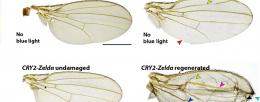Principal investigator Rachel Smith-Bolton and graduate student Anish Bose are working to identify mechanisms within Drosophila that allow regeneration to come to a successful close.