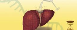 Long-term alcohol consumption causes a breakdown in the liver’s regenerative abilities, thanks to inflammation disrupting the protein-making process, Illinois researchers and collaborators found in a new study. Illustration by Deyasini Roy