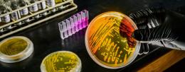 A research group co-led by the University of Illinois Urbana-Champaign predicts that a surprisingly adaptable species of marine archaea will play an important role in reshaping biodiversity in the planet’s oceans as the climate changes. Photo by Fred Zwicky