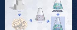 Researchers genetically engineered the metabolic pathways in yeast to produce oxalic acid, which can be used to extract free rare earth elements from low-grade ore. Graphic courtesy Dan Herchek/LLNL 