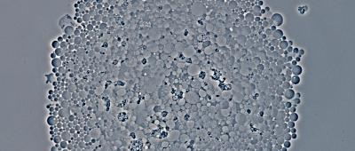 Archaeal Cells