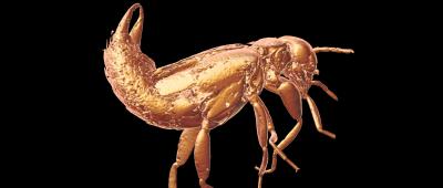 Earwig