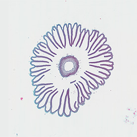Fungus