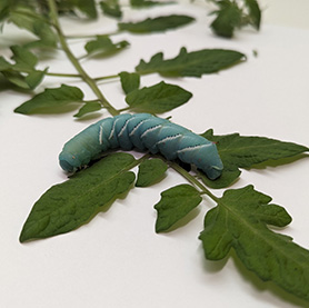 manduca sexta