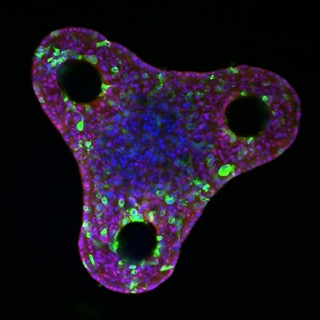 liver