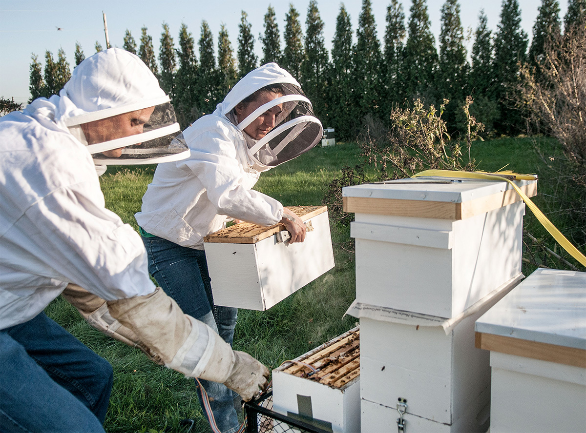 Schmitz (left) and Sankey slot the first sensor in an outdoor beehive. A second sensor is housed inside the lab’s Waggle World so Sankey can compare the bees’ overwintering survival in hives both indoors and outdoors.