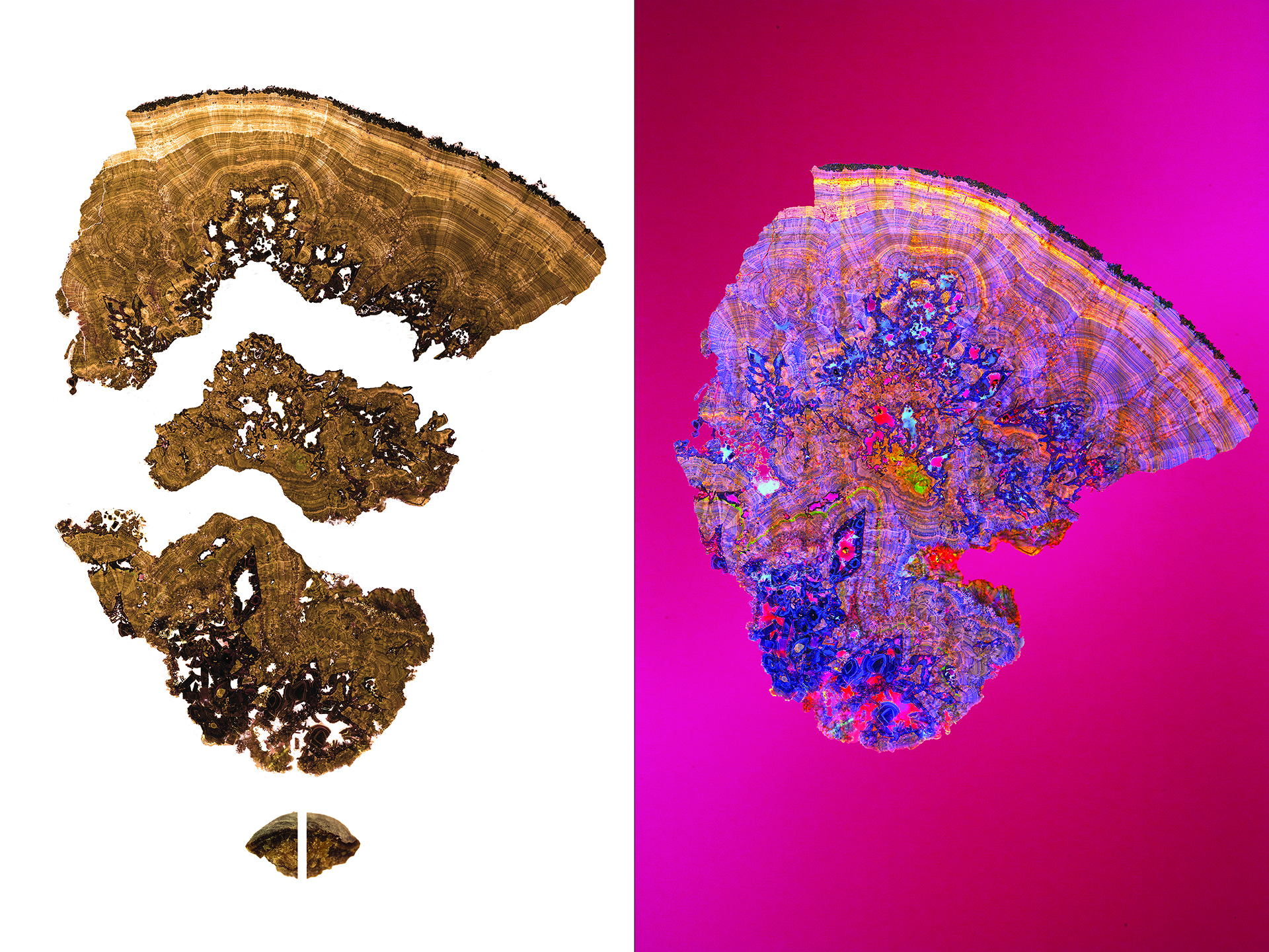 Zeiss LSM 880 Confocal Microscope<br />
Mayandi Sivaguru and Jessica Saw<br />
Bruce Fouke Laboratory<br />
Funded by the Mayo Clinic & Illinois Alliance, the Mayo Clinic, and NASA