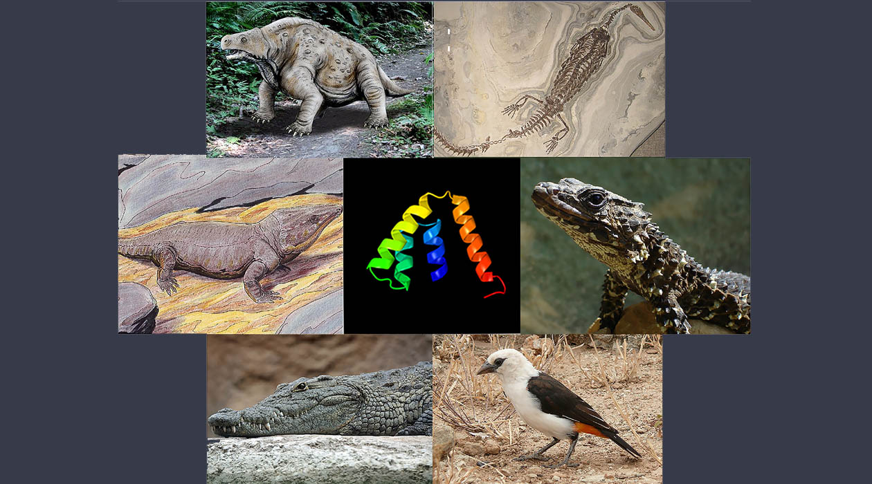 Karn and Laukaitis show that rather than being uniquely mammalian, secretoglobins are also found in turtles, crocodilians, lizards and birds, suggesting they existed in the Carboniferous period. / Bob Karn