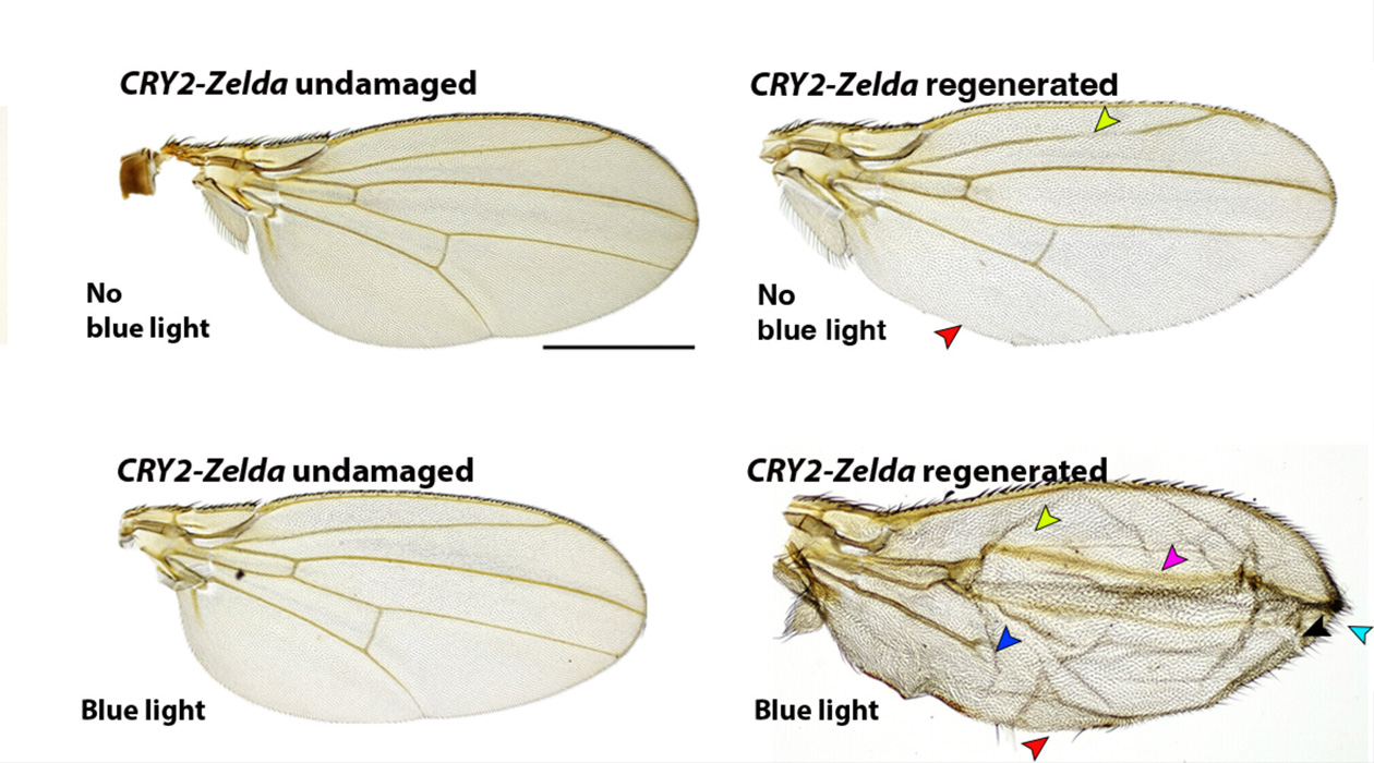 Principal investigator Rachel Smith-Bolton and graduate student Anish Bose are working to identify mechanisms within Drosophila that allow regeneration to come to a successful close.