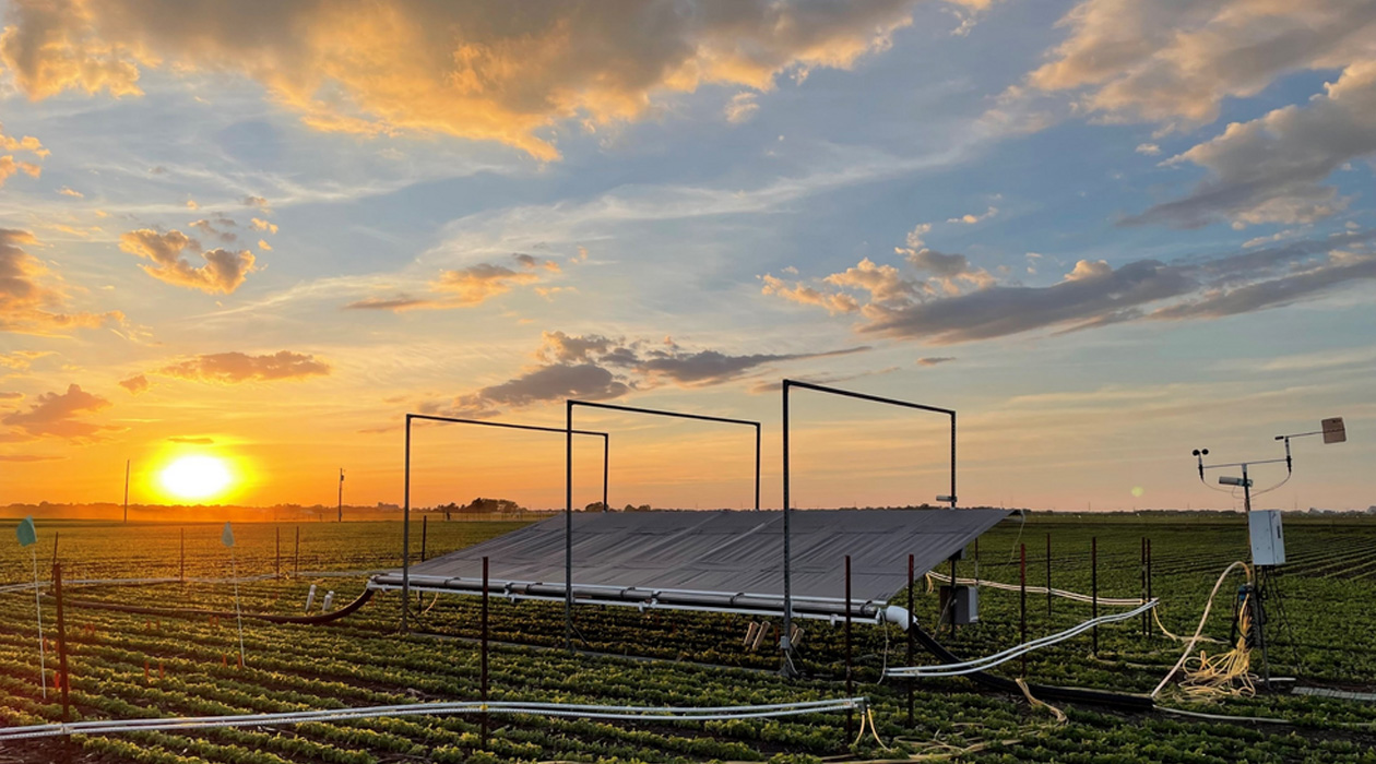 Researchers used the SoyFACE facility at U. of I. to expose soybeans to elevated ozone while excluding rainfall, finding both decreased yield. Photo by Duncan Martin. 