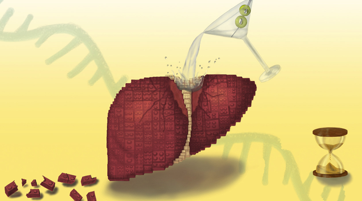 Long-term alcohol consumption causes a breakdown in the liver’s regenerative abilities, thanks to inflammation disrupting the protein-making process, Illinois researchers and collaborators found in a new study. Illustration by Deyasini Roy