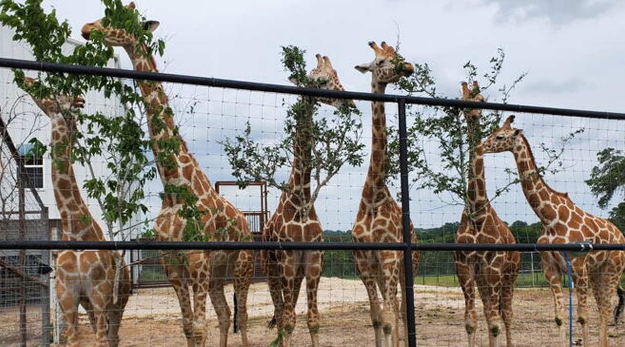 New genomic research shows widespread hybridization among North American giraffes in zoos and private ranches, diminishing their conservation value. Credit: Kari Morfeld.