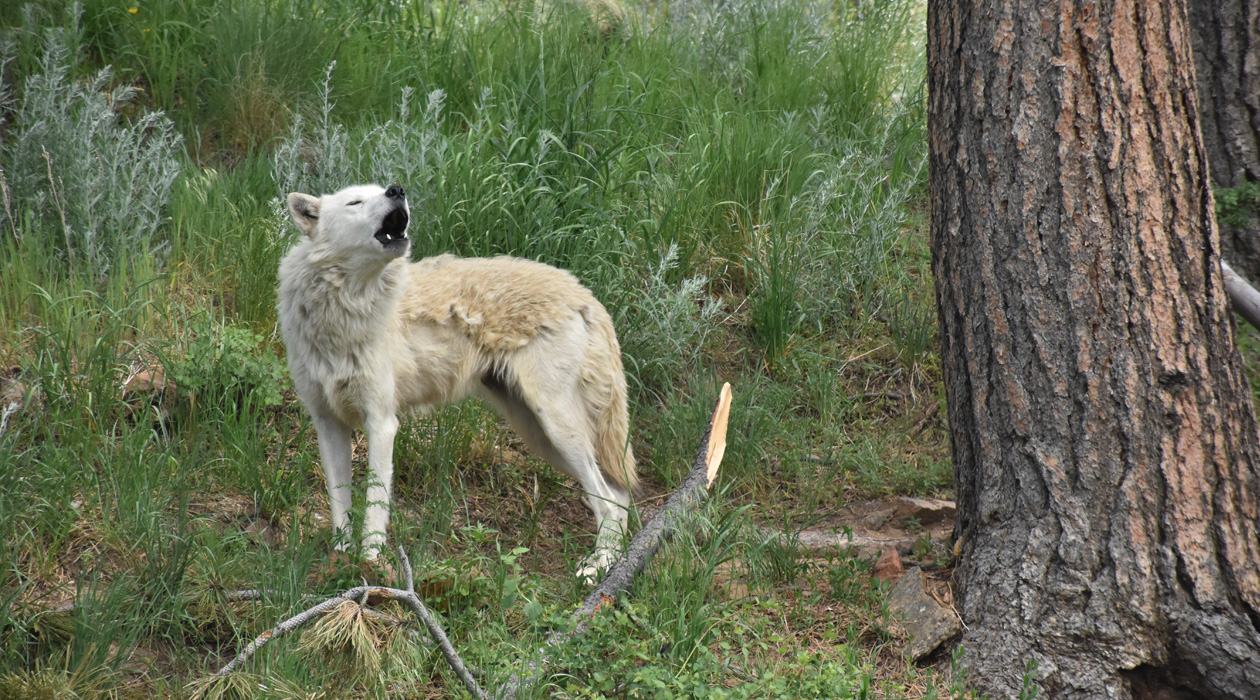 A gray wolf (Canis lupus) at Mission:Wolf Sanctuary in southern Colorado. Gray wolves remain endangered in most of the continental United States, especially the Mexican wolf subspecies (Canis lupus baileyi) which suffers from genetic bottlenecking. - Jenny Thompson
